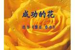 成功的花作文(精选21篇)