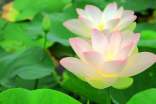 【精选】荷花的作文50篇