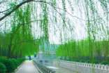 春天描写柳树的优美段落精选
