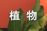 我的植物朋友作文(精选98篇)