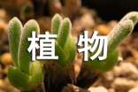 关于植物状物作文(通用27篇)
