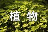 《植物生长素的发现》的教学设计