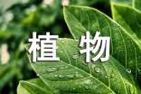 《植物妈妈有办法》教学设计(精选21篇)