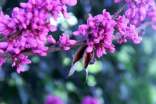 【精选】紫荆花的作文17篇